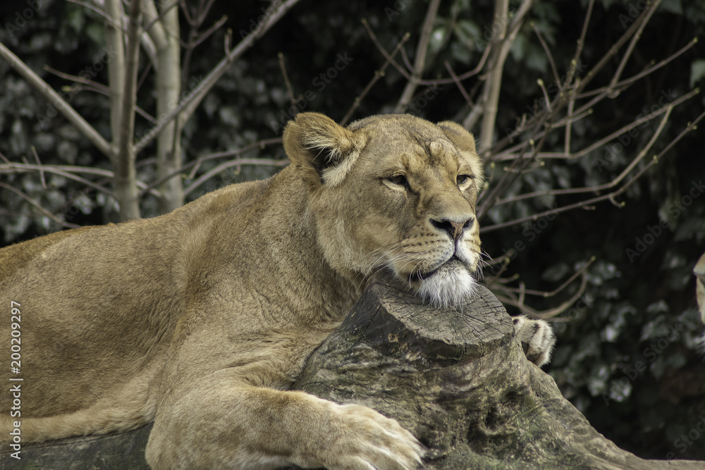 Lioness resting powerfull animal looking at the camera Lioness resting powerfull animal looking at the camera
