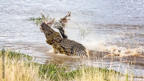 Nile crocodile with carcass