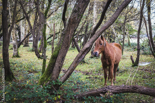 Forest Horse 