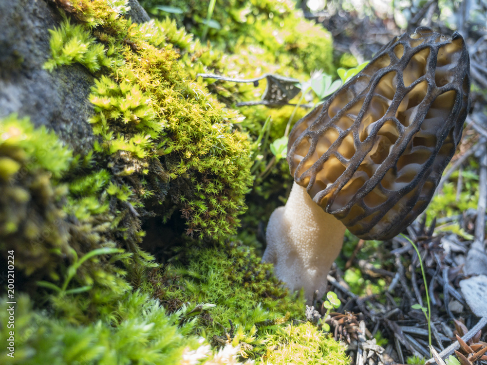 natural true edible morel mushroom