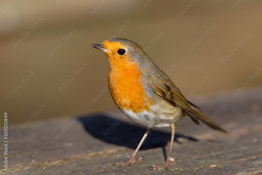 Fototapeta premium Rotkehlchen (Erithacus rubecula) im Winter im Naturschutzgebiet Mönchbruch bei Frankfurt, Deutschland.