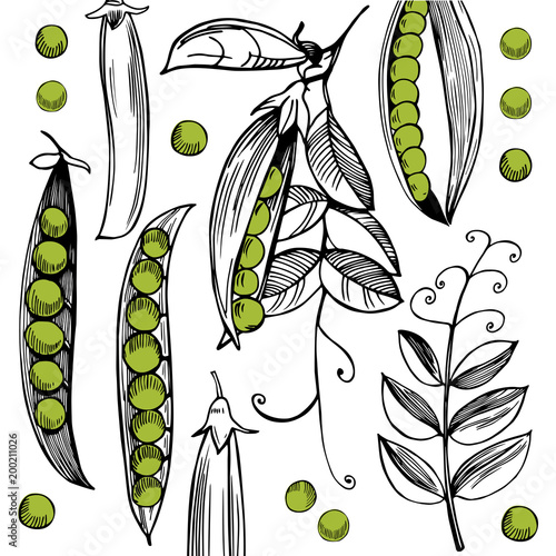 Vector background  with hand drawn peas.