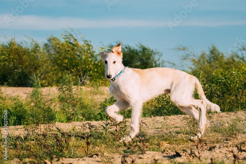 Running Puppy Of Russian Wolfhound Hunting Sighthound Russkaya Psovaya Borzaya Dog