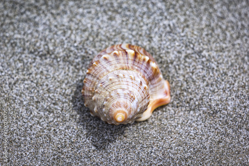 A decorative seashell lies in the sand, on the beach of the Pacific Ocean, New Zealand