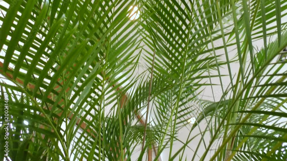 Palm trees decorative close. Background with southern plant. Palm trees decorative close. Background with southern plant.