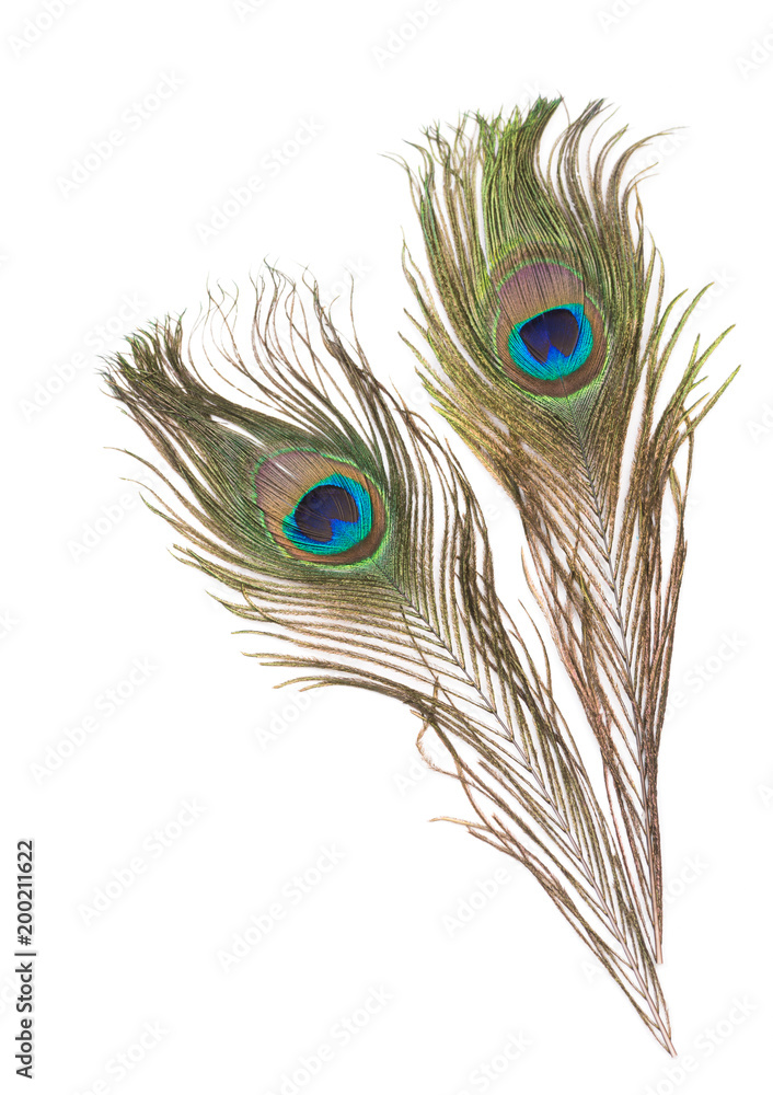 Obraz premium Peacock feathers on a white background
