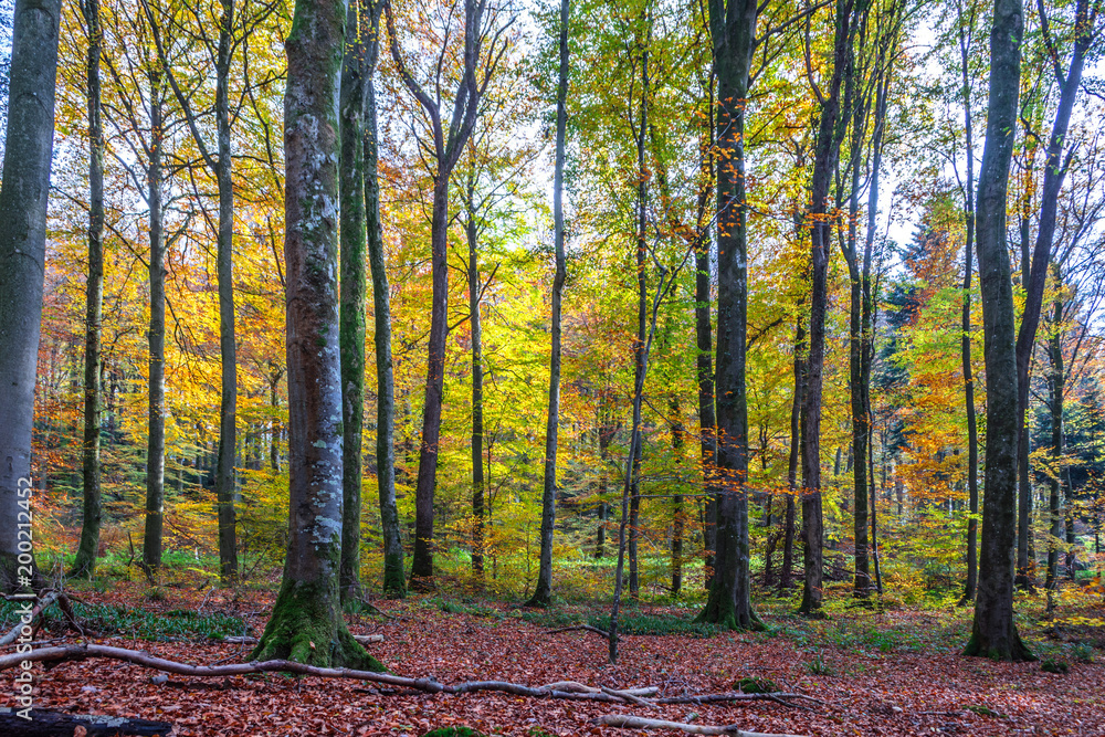Fototapeta premium Hike along Mullerthal trail