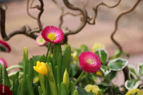 Fototapeta Naklejka Na Ścianę i Meble -  Tausendschön und Narzissen vor Zweigen der Korkenzieherweide