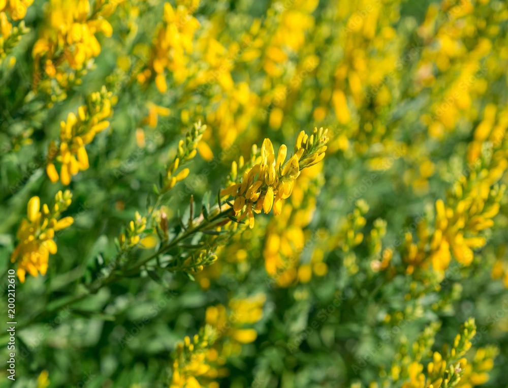 Fototapeta premium Flowers yellow Genista tinctoria