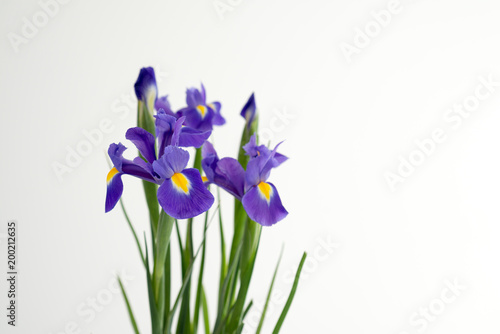 Fototapeta Naklejka Na Ścianę i Meble -  Bouquet of flowers of purple irises on a white