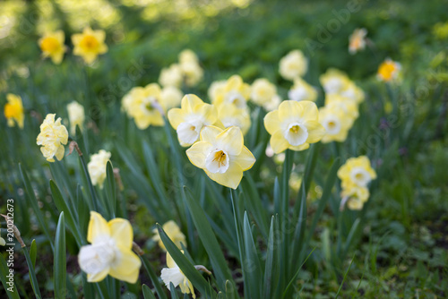 Fototapeta Naklejka Na Ścianę i Meble -  Flowers of daffodils blossom in the spring