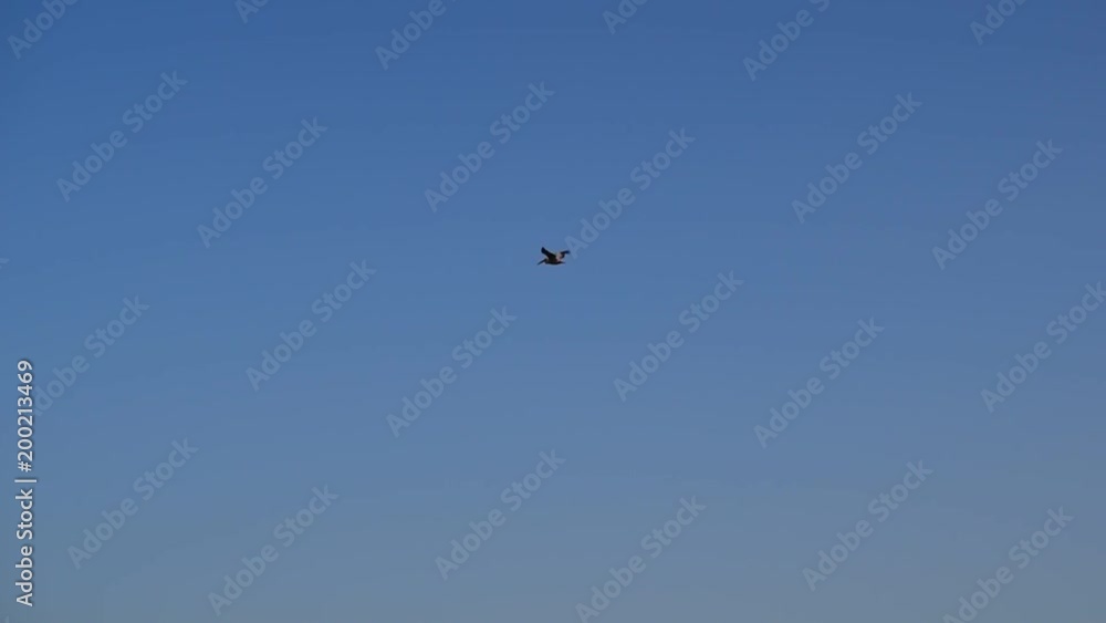 Great white pelican flies in light blue sky in summer. Pelecanus onocrotalus Great white pelican flies in light blue sky in summer. Pelecanus onocrotalus