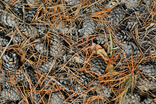 pine cones on last year's conifer