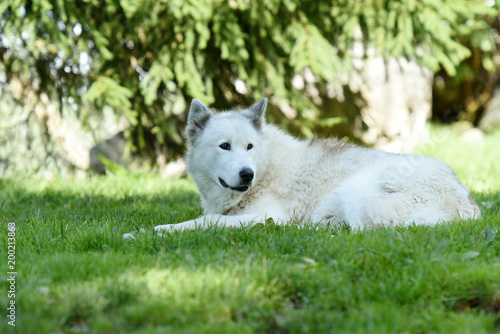 husky