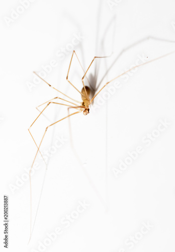 Spider with shadow on white background