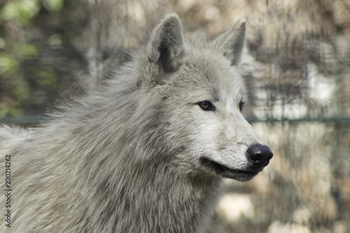 Wolf grey white hudson bay dog ancestor looking in the camera