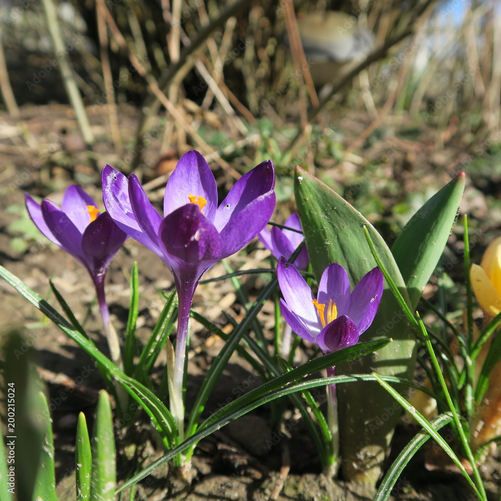 Crocus, the first flowers that bloom in spring in Germany