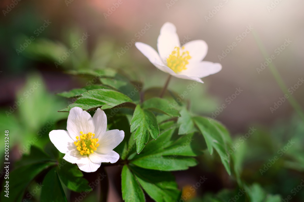 Spring blooming of white windflower (Anemone nemorosa). Macro view of early-spring flowers under sunlights. Beautiful floral background Spring blooming of white windflower (Anemone nemorosa). Macro view of early-spring flowers under sunlights. Beautiful floral background