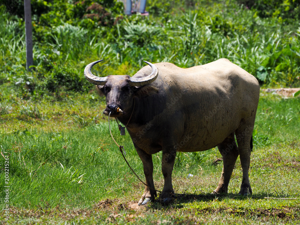 Thai buffalo,water buffalo in Southern of Thailand.