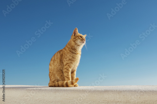 Santorini Stray Ginger Cat