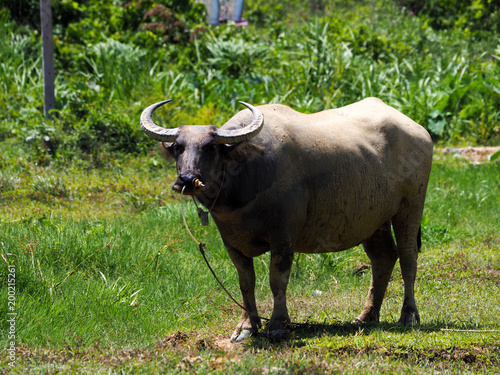 Fototapeta Naklejka Na Ścianę i Meble -  Thai buffalo,water buffalo in Southern of Thailand.