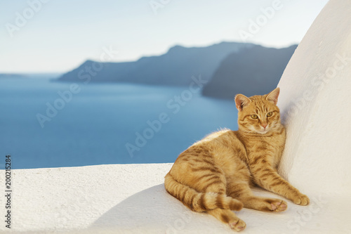 Fototapeta Naklejka Na Ścianę i Meble -  Santorini Stray Ginger Cat