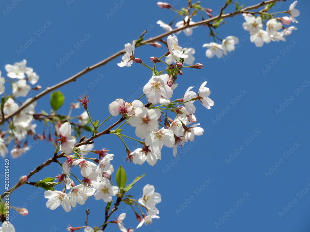 Apple tree blossom against clear blue sky. Blooming apple trees in the spring