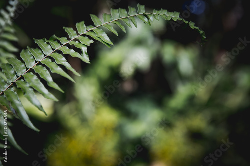 Tropical leaf green background