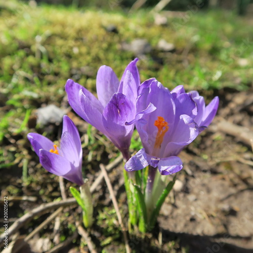Crocus, the first flowers that bloom in spring in Germany