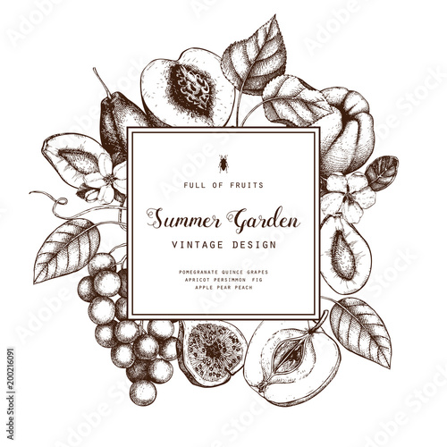 Vintage fruits and berries - apple, pear,  peach, apricot, quince, cherry card design. Vector summer or autumn template. Hand drawn harvest illustration. Wedding decoration.