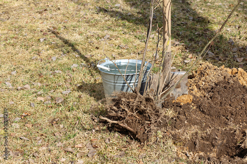 transplant of fruit plants/ bush garden currant on background bucket of water and a shovel spring