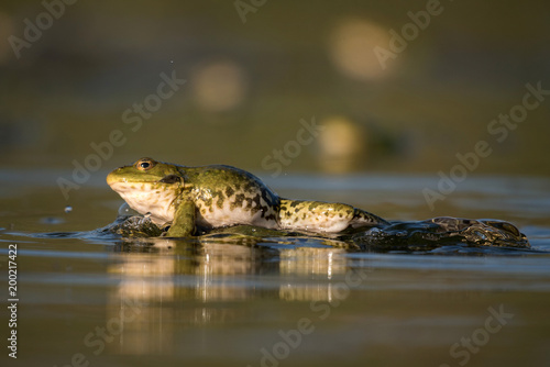 Green frog on a beautiful light