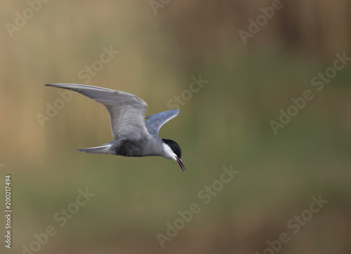 Photography Whiskered tern (Chlidonias hybrida)