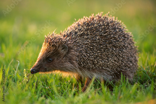 hedgehog in natural habitat in beautiful evening light