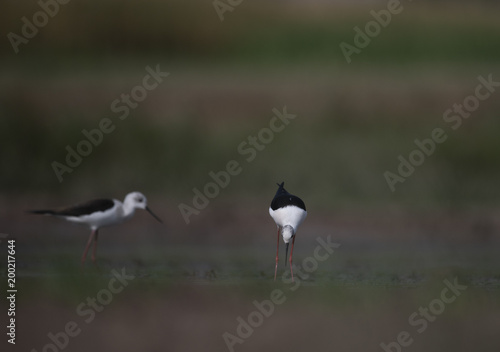 Black winged stilt © tahir