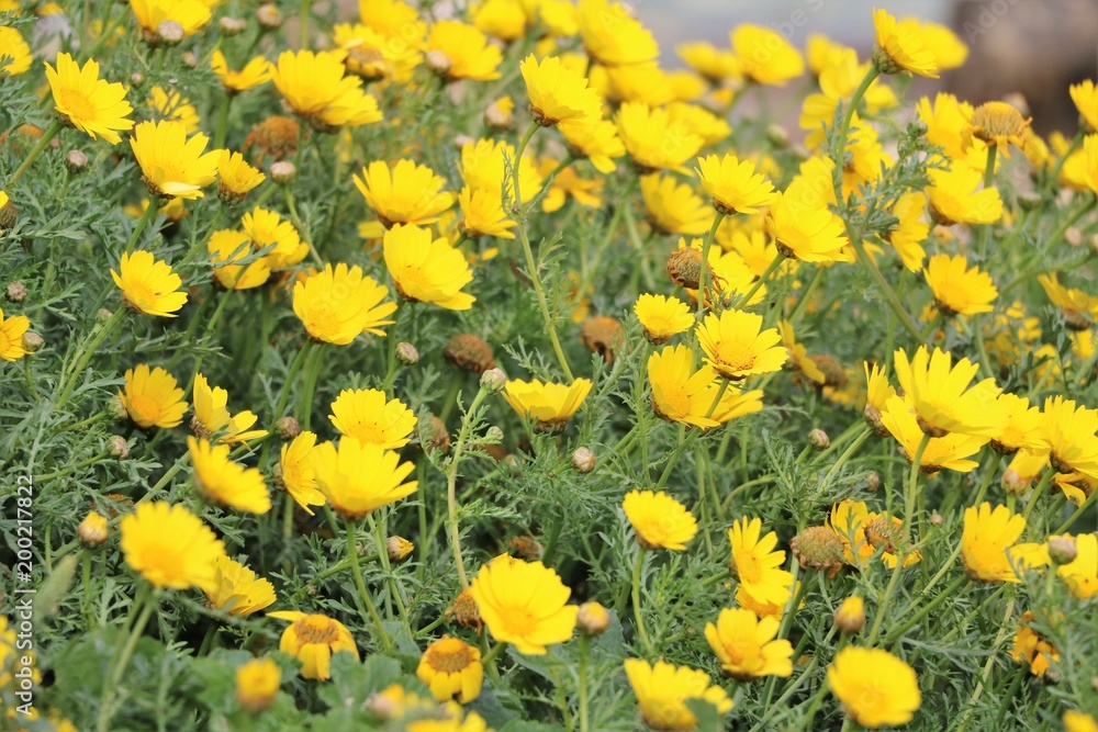 Crown daisy blooming in spring in Malta