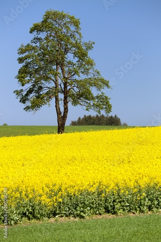 Field of rapeseed, canola or colza and tree