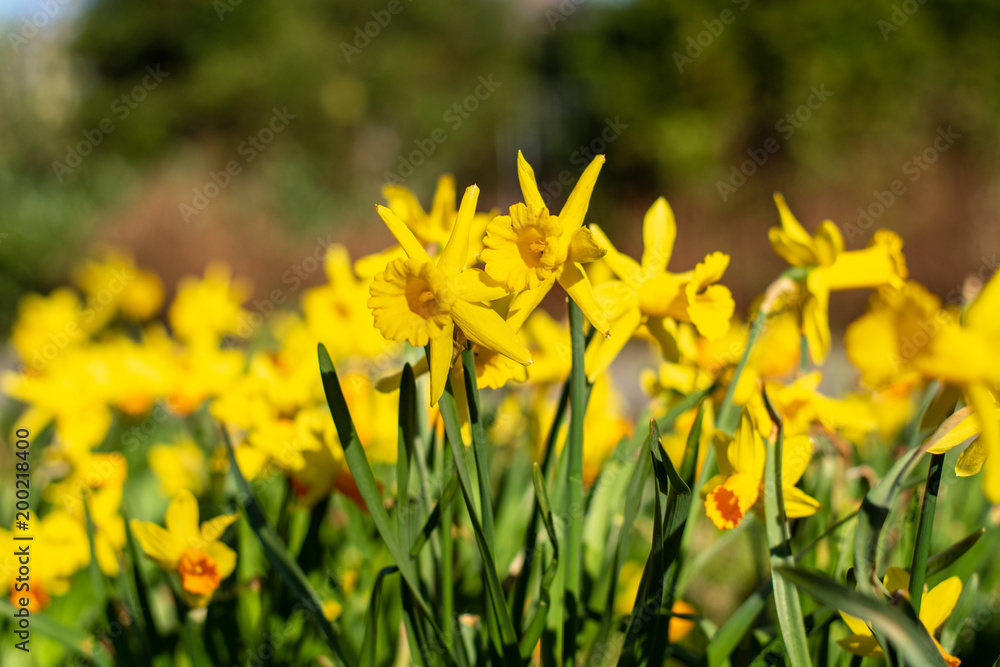 Beautiful field of jonquils in the park in the sun