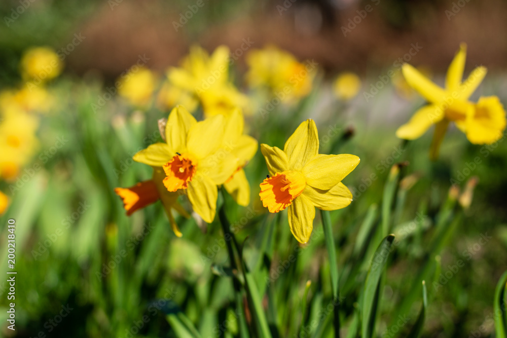 Beautiful field of jonquils in the park in the sun Beautiful field of jonquils in the park in the sun