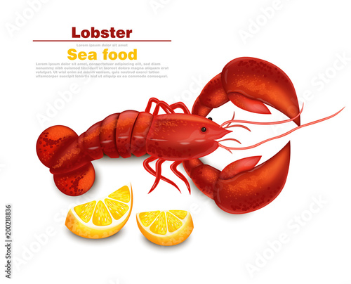 Lobster Vector realistic isolated. Fresh Detailed seafood 3d illustrations