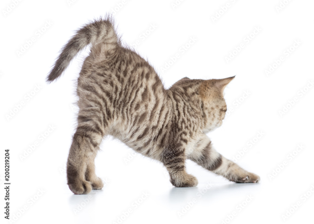 Cute tabby cat kitten stretching on white background