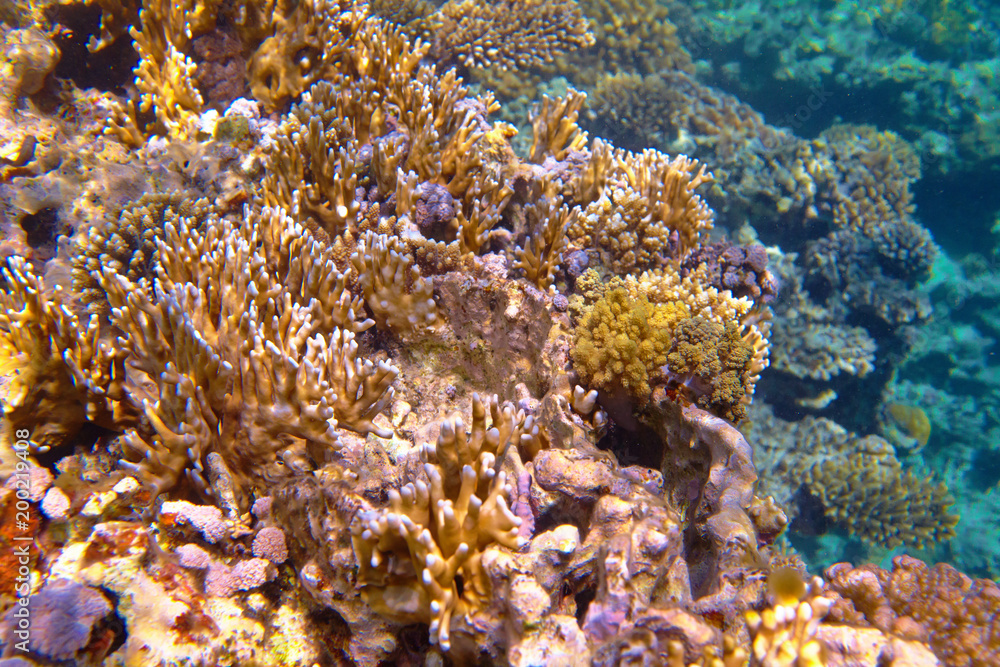 Fototapeta premium colorful coral reef
