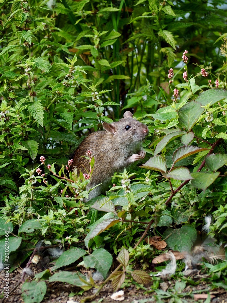 Rat Rat