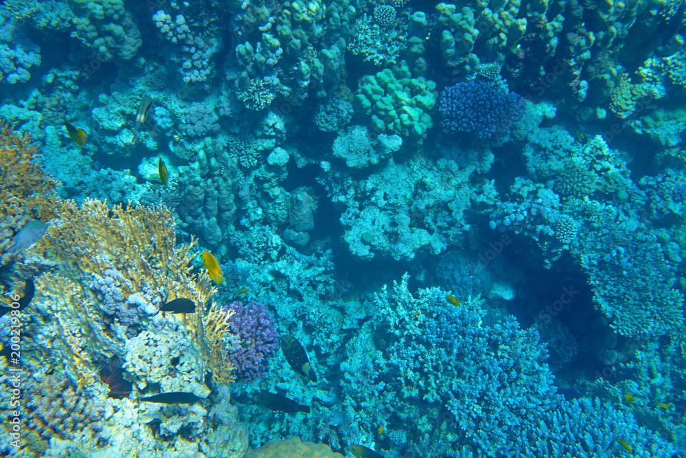 colorful coral reef