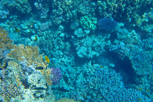 colorful coral reef