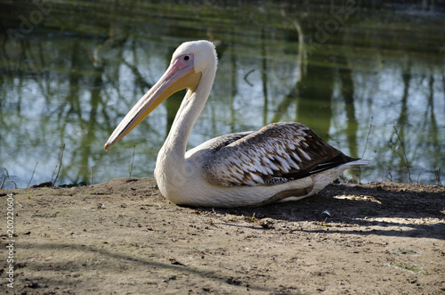 beautiful pelican on the beach