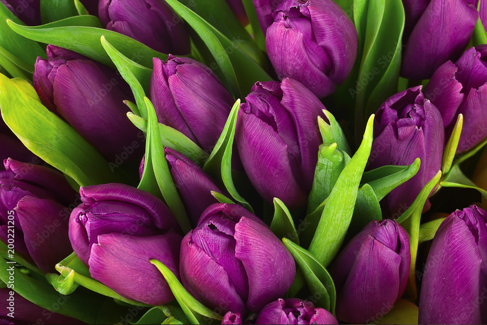 Fototapeta premium Bukiet fioletowych tulipanów do wykorzystania jako tło przyrody.