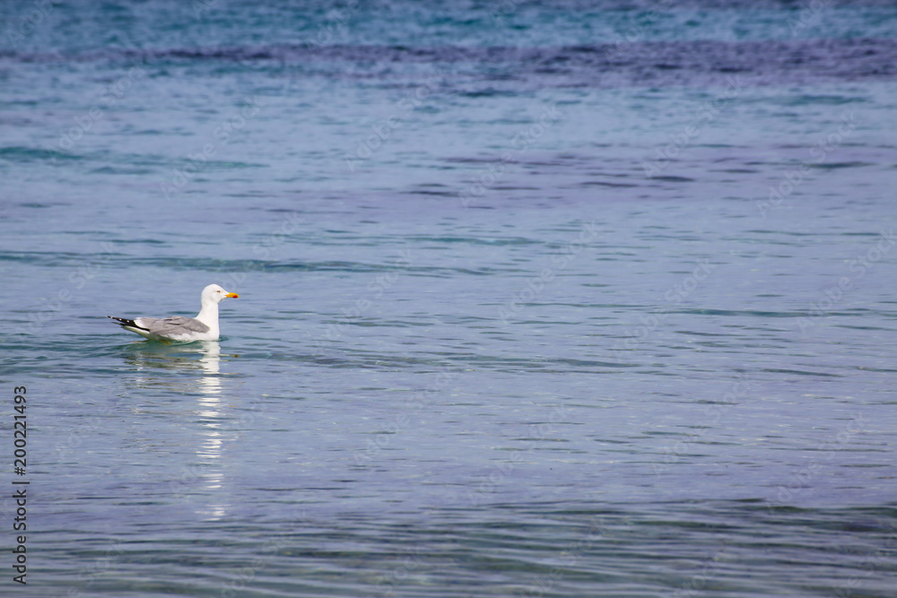 seagull carried by the gentle waves of the sea