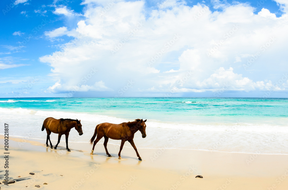 Naklejka premium dzikie konie na plaży w Meksyku