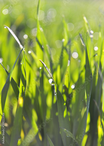 closeup on leaf of young wheat covered by dew